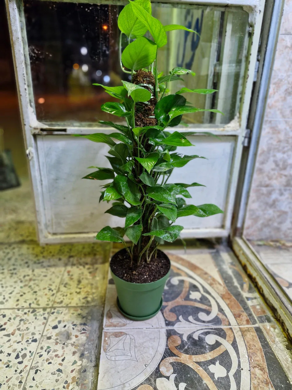 گلخانه سبزکوش - تصویر 3