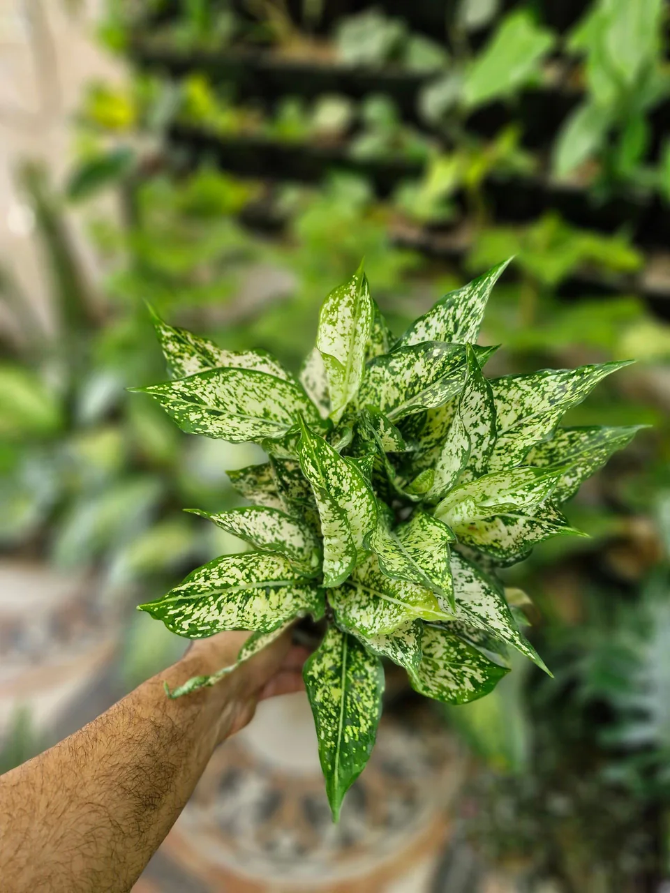گلخانه سبزکوش - تصویر 4