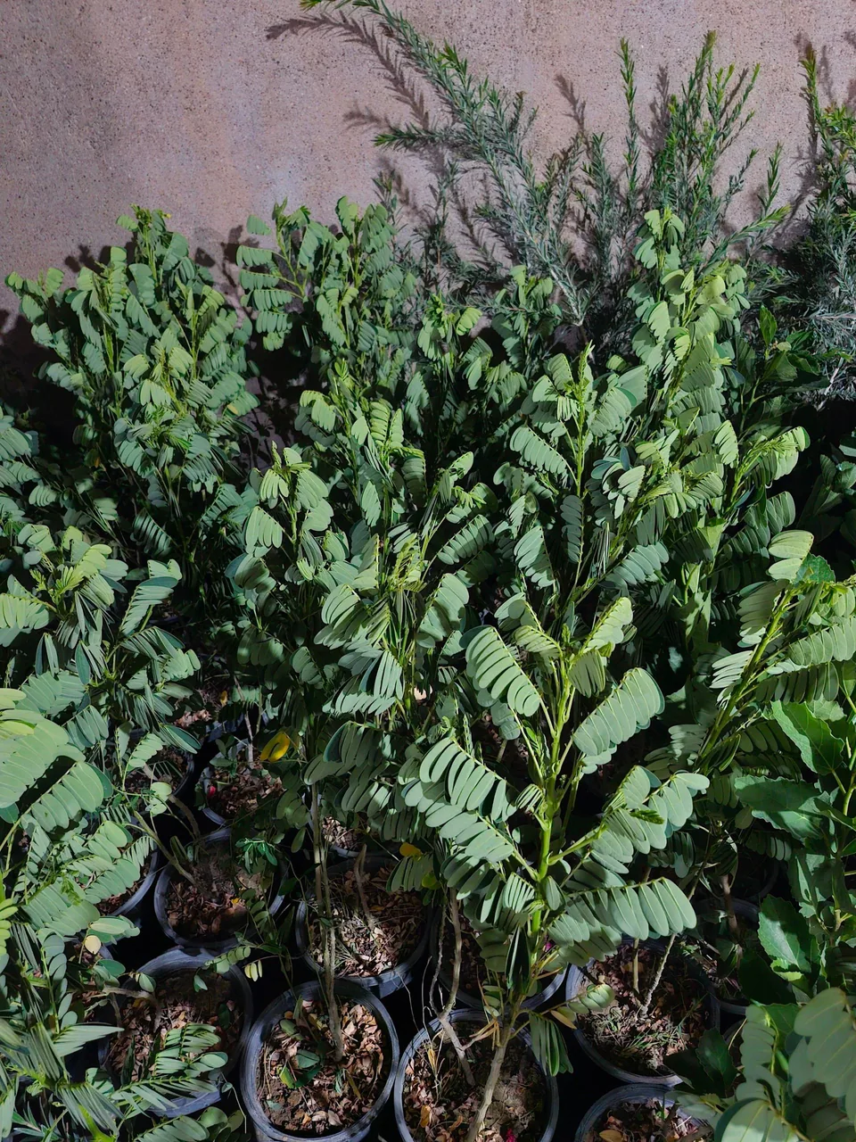 گلخانه سبزکوش - تصویر 5