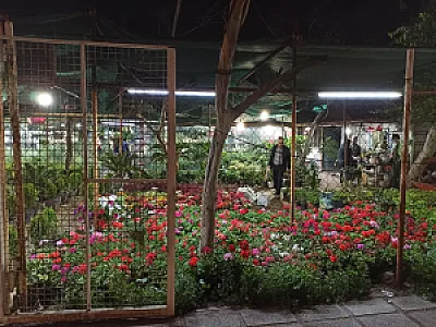 گلخانه گلباغ جزیره