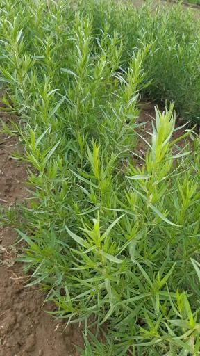 باغ سبزی زینی نژاد