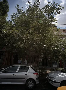 مشاور املاک عدالت