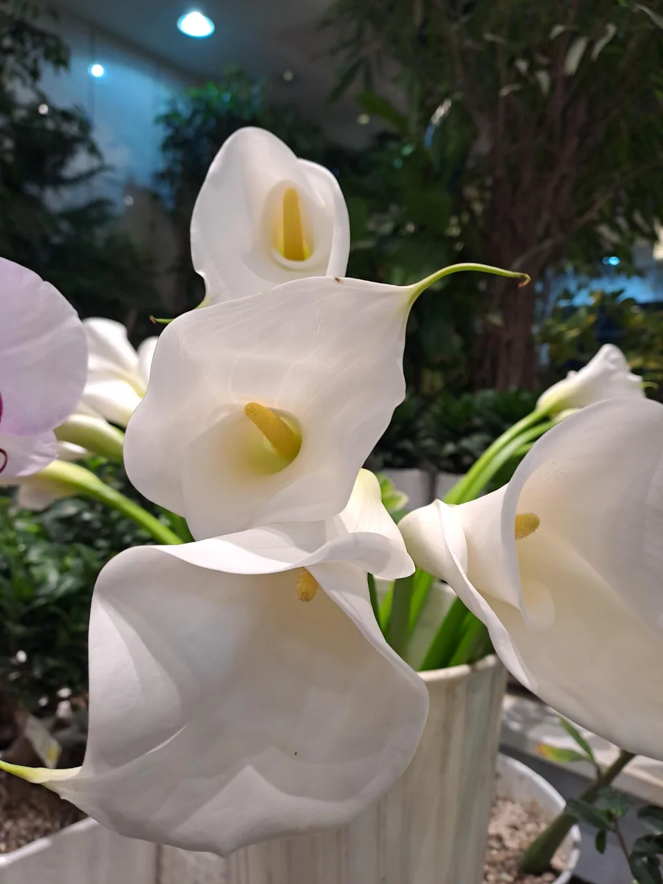 گل فروشی کلاسیک - تصویر 5