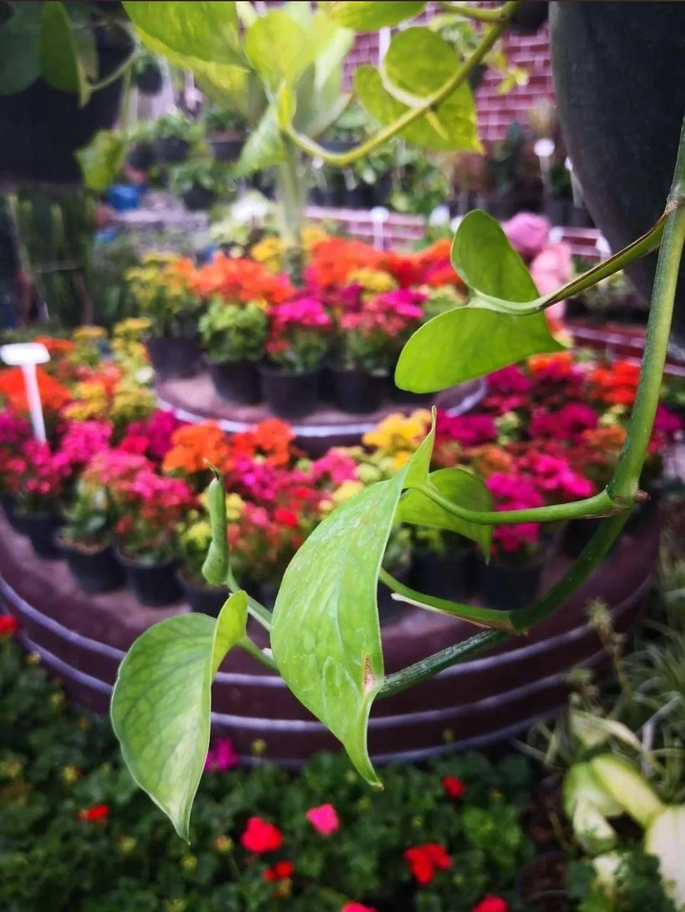 گلسرای طراوت - تصویر 3