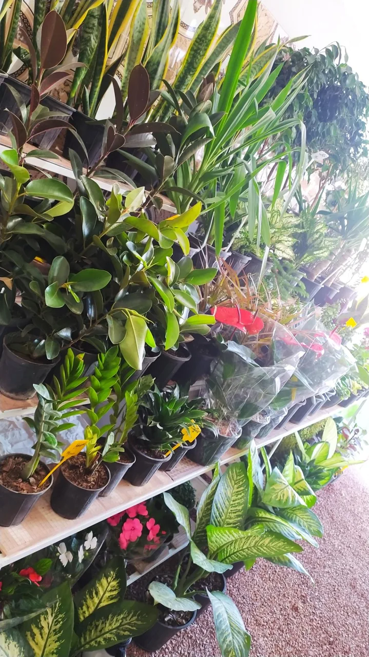 گل فروشی جزیره گل - تصویر 2