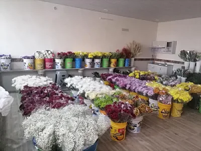 گلفروشی آرالیا