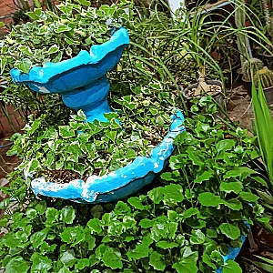 گل و گیاه طبیعت
