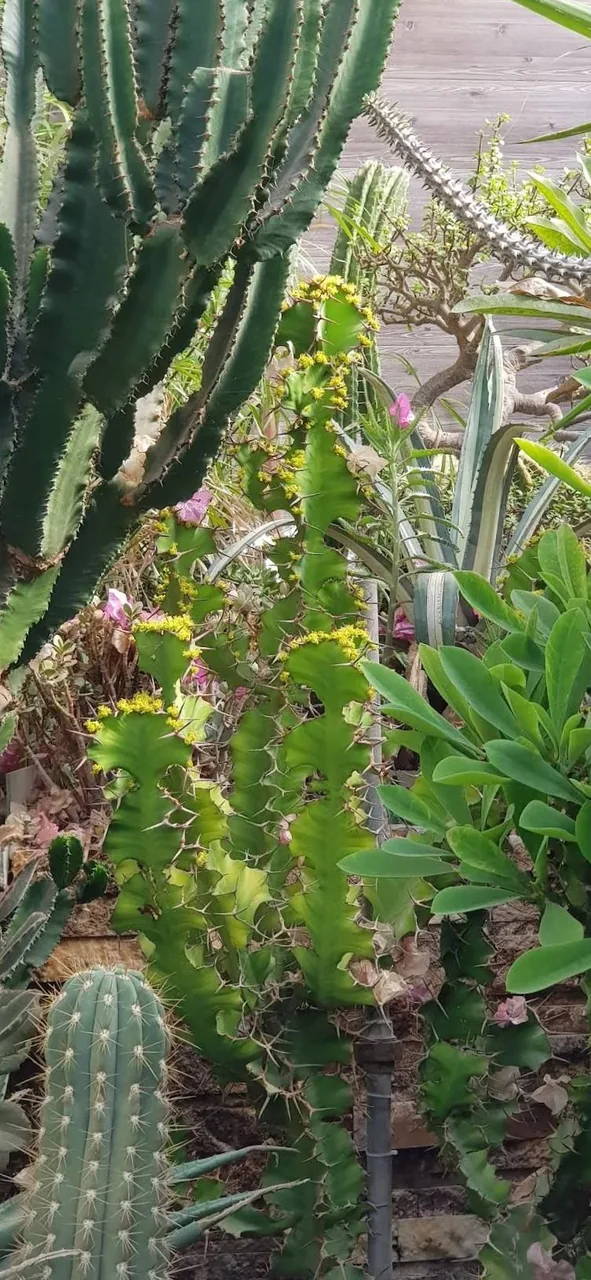 گل و گیاه طبیعت - تصویر 2