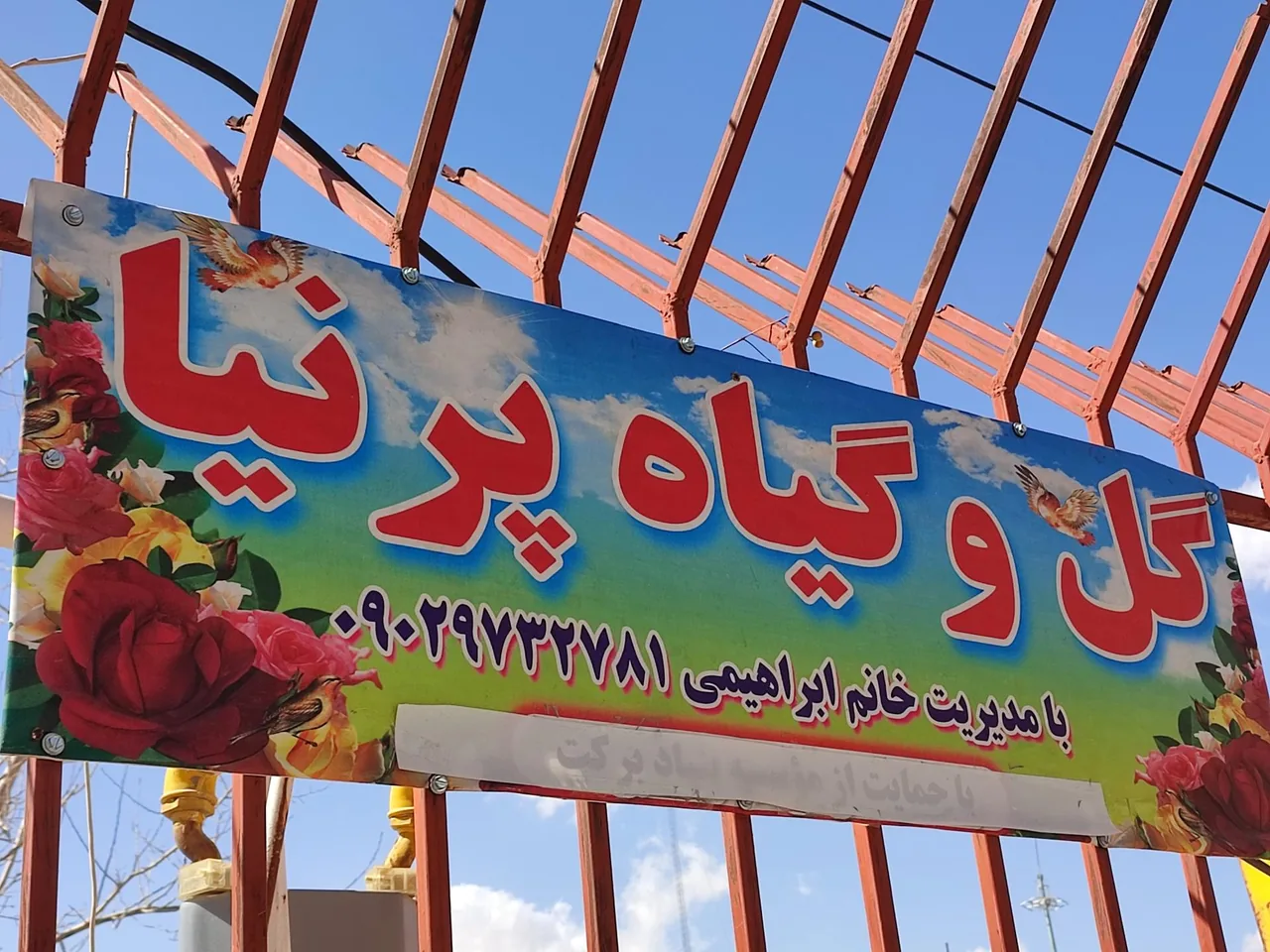 گل و گیاه پرنیا - تصویر 3