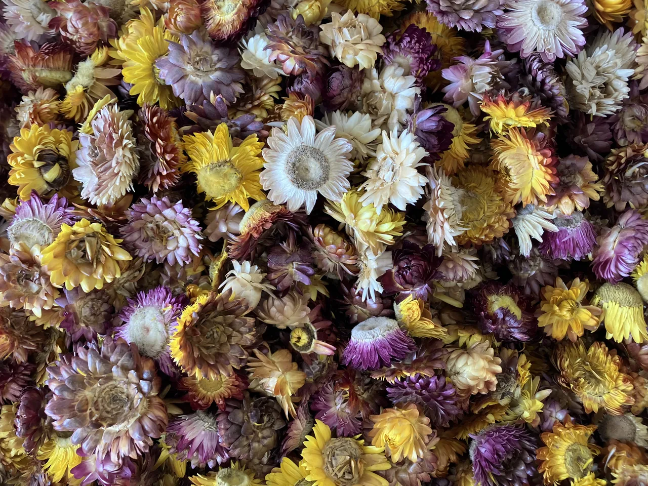 عطاری ممقانی - تصویر 3