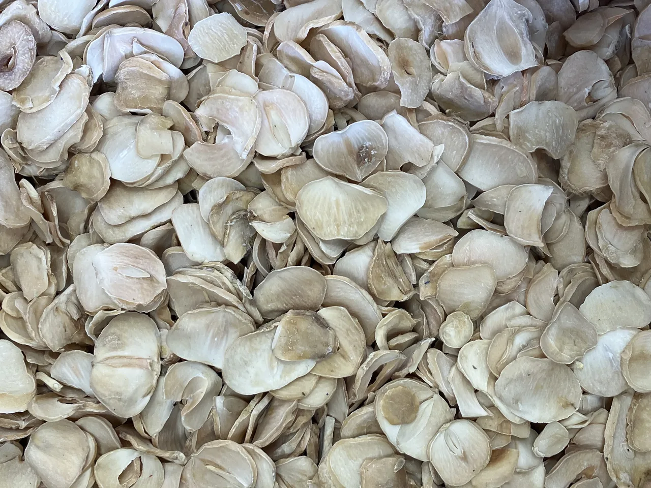 عطاری ممقانی - تصویر 5