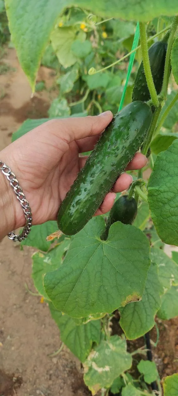 سورتینگ و بسته بندی محصولات گلخانه ای خانم دهقان - تصویر 2