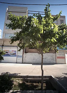 مشاور املاک هروی