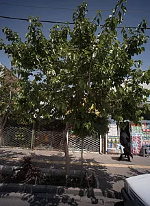 املاک شاندیز