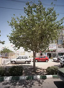 املاک زارع