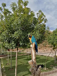 باغ پرندگان تبریز