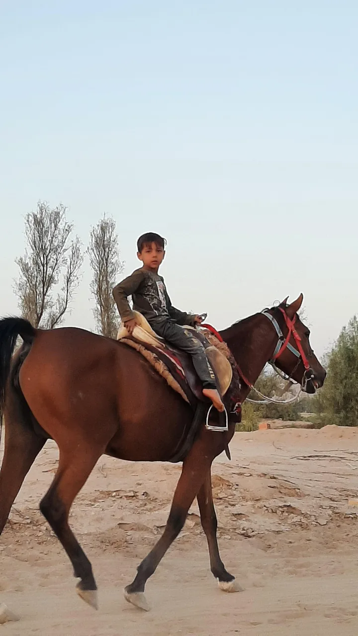 باشگاه پرورش وسوارکاری قربانرضایی - مجموعه و سالن ورزشی در یزد - تصویر 3