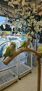 پرنده سرای وایدا