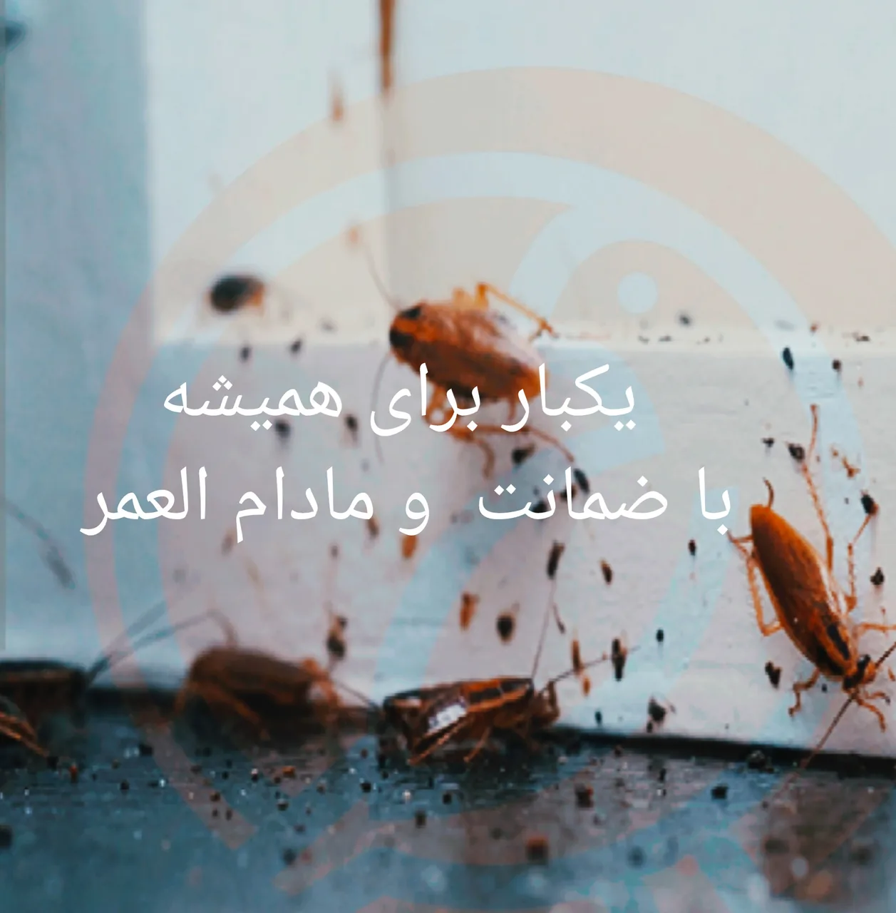 سم سوسک کابینت ، تضمینی و مرجوعی پرداختی - تصویر 2