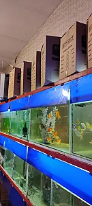 آکواریوم اسکار