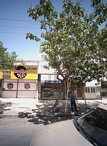 فست فود پویا