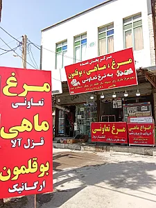 مرغ و ماهی غلامی