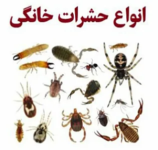 سمپاشی دراهواز