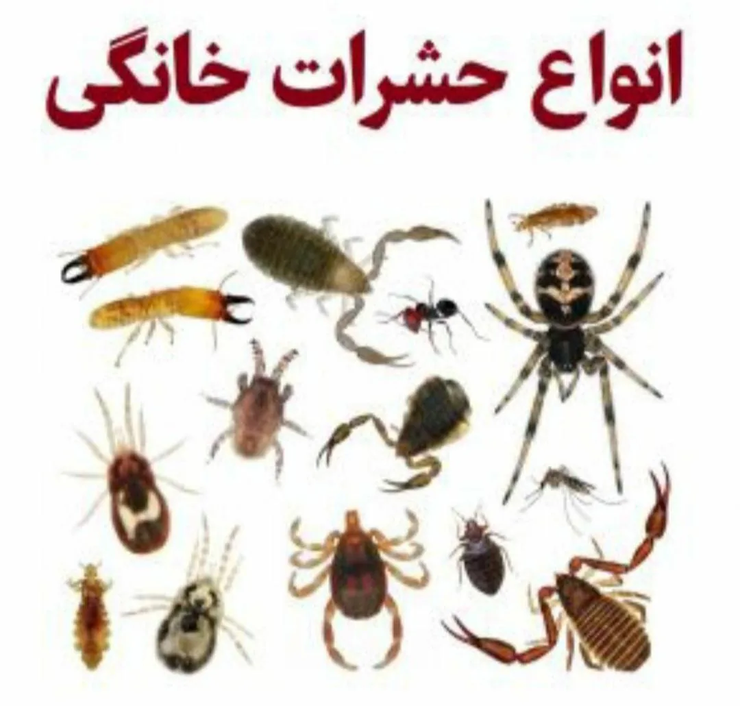 سمپاشی دراهواز