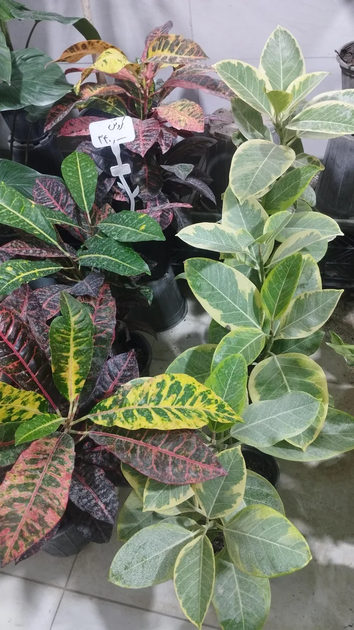گلسرای ژوان - تصویر 4