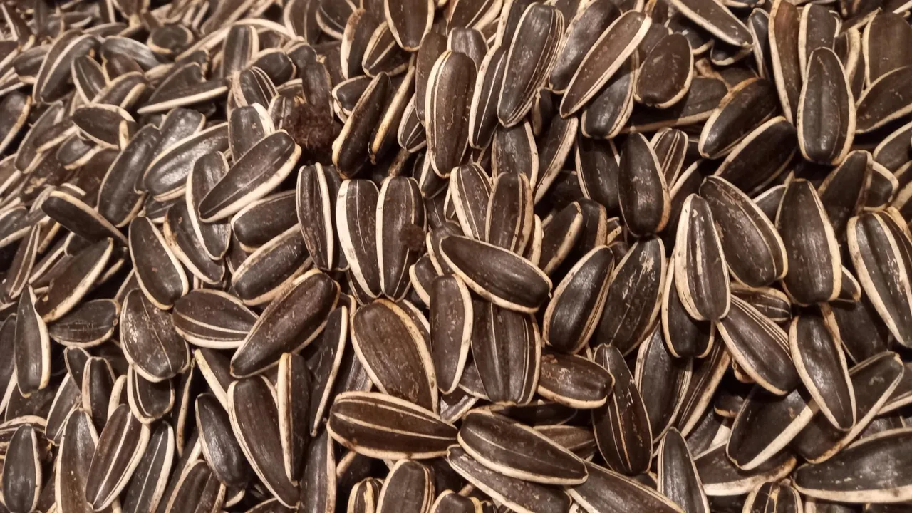 تخمه پزی انگزی - تصویر 3