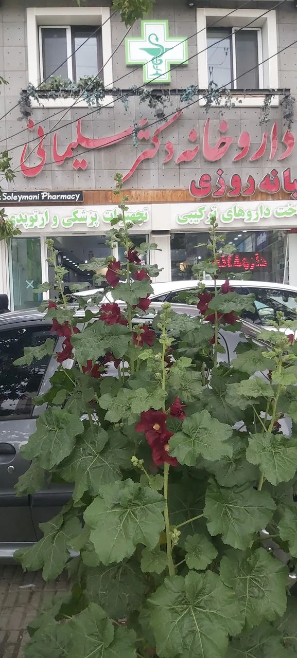 داروخانه دکتر سلیمانی - داروخانه در کرمانشاه