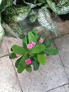 هیدروگل سعادت