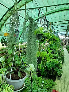گلخانه هشت باغ رضوان