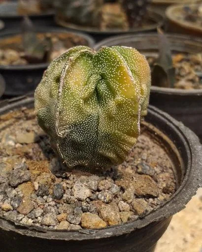 گلخانه هاریکا کاکتوس