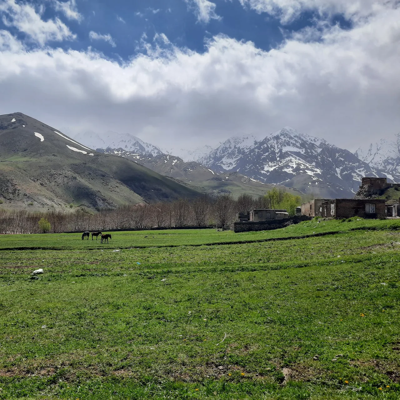 کارواش دلفین طلایی - تصویر 4