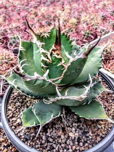 گلخانه کاکتوس آذربایجان