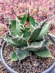 گلخانه کاکتوس آذربایجان