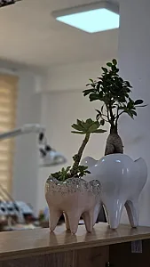 مطب دندانپزشکی دکتر وطن خواه