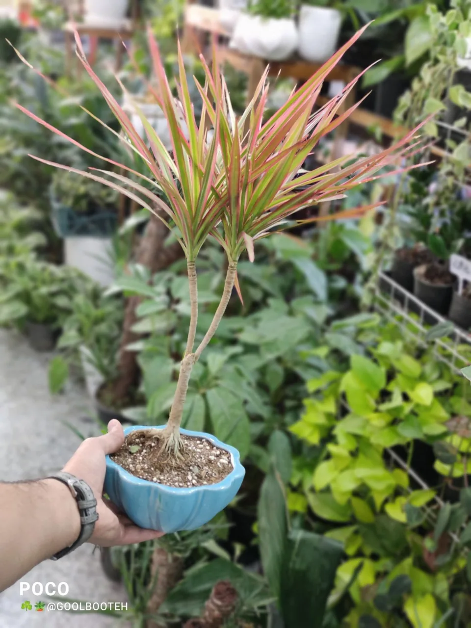 گلفروشی گل بوته - تصویر 3