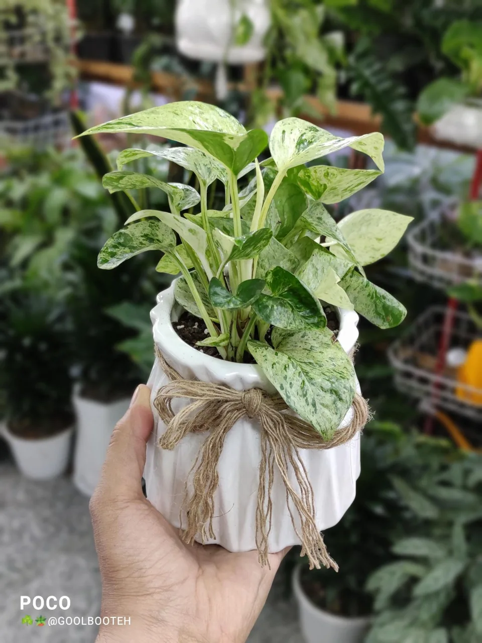 گلفروشی گل بوته - تصویر 4