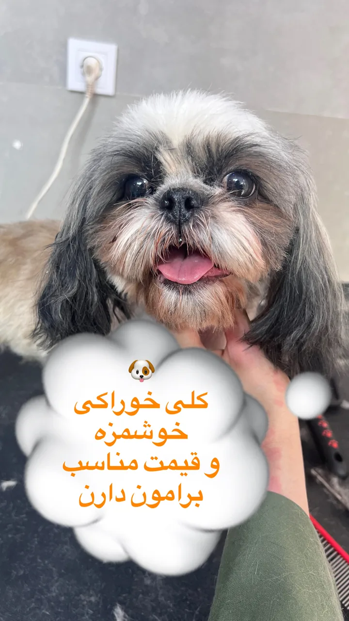 پت شاپ و آرایشگاه حیوانات مهندس گمشادزهی - تصویر 2