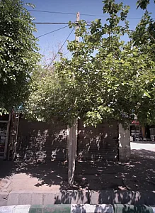 میوه سرای یاسین