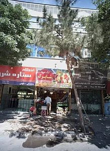 تک میوه شاپرک