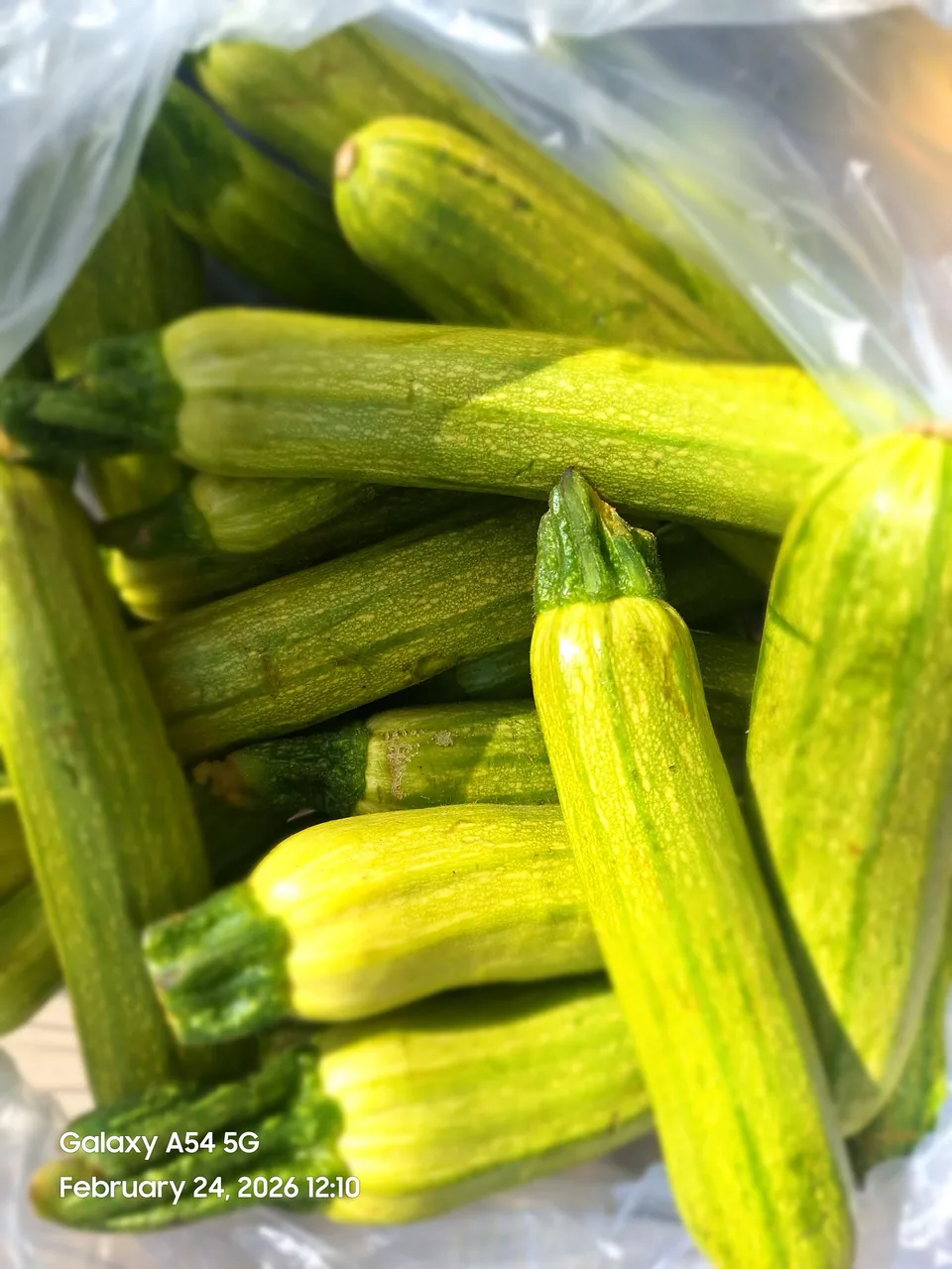 میوه سرای رز - تصویر 6