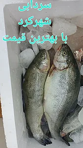 مرغ و ماهی سیمرغ
