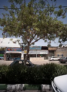 میوه سرای تعاونی