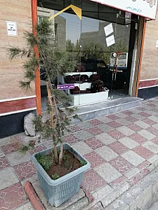 چرم سنبل
