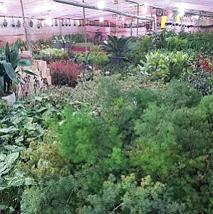 گلستان محلات گل و نهال و بنسای