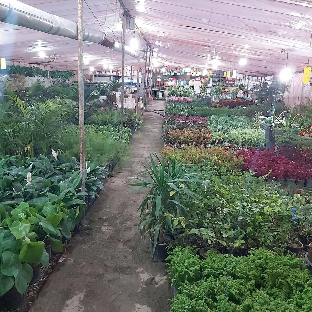 گلستان محلات گل و نهال و بنسای - گل‌فروشی در کرمانشاه - تصویر 2