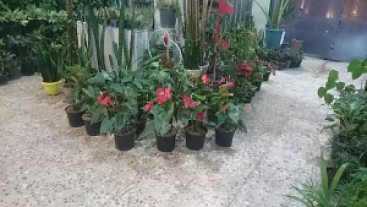 گل فروشی رز
